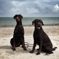 Dobergaarden_Forever_Xina_and_basse